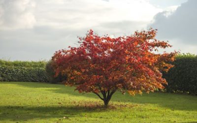 Backyard Ornamentals – Maple Trees