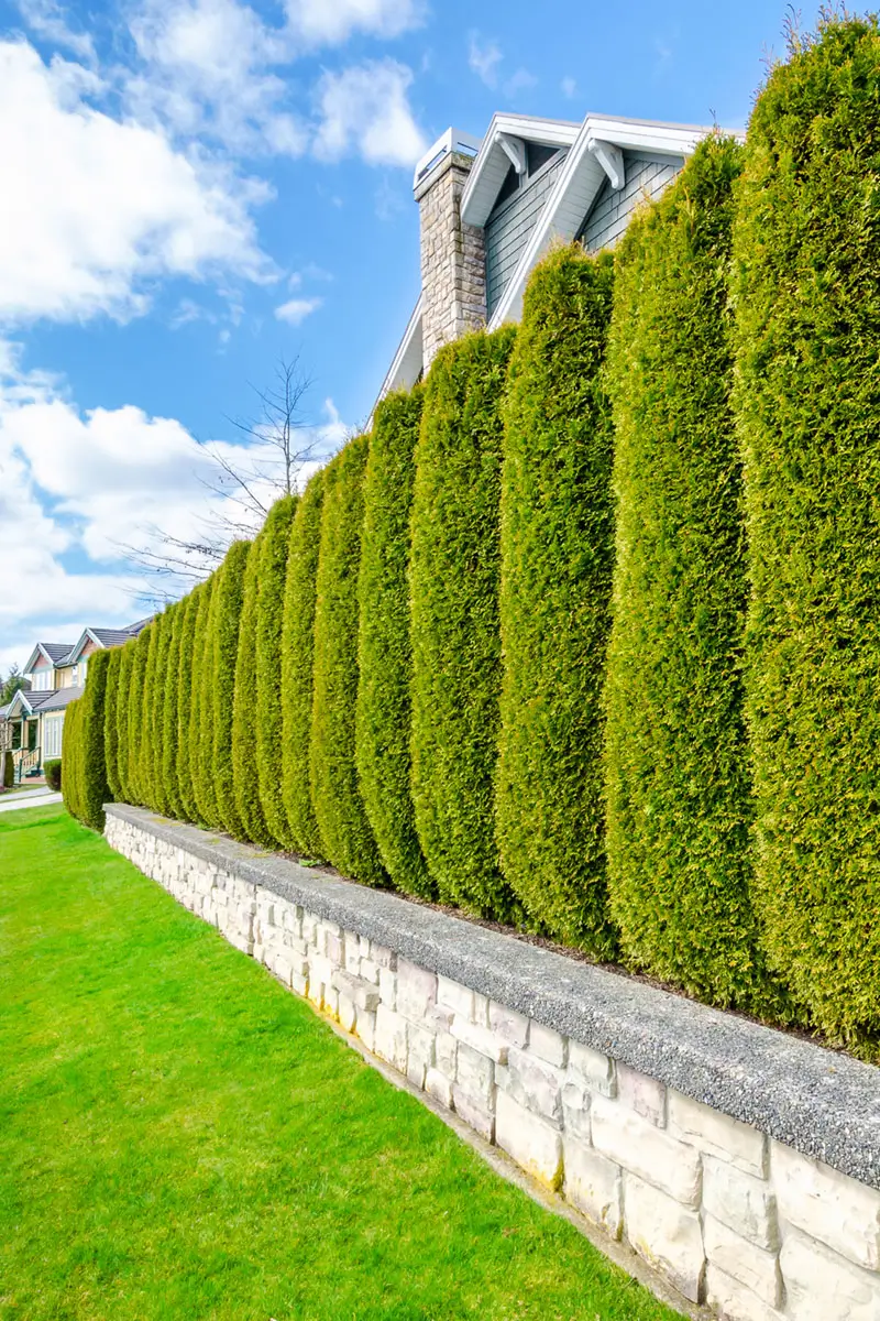 Landscape trimming design