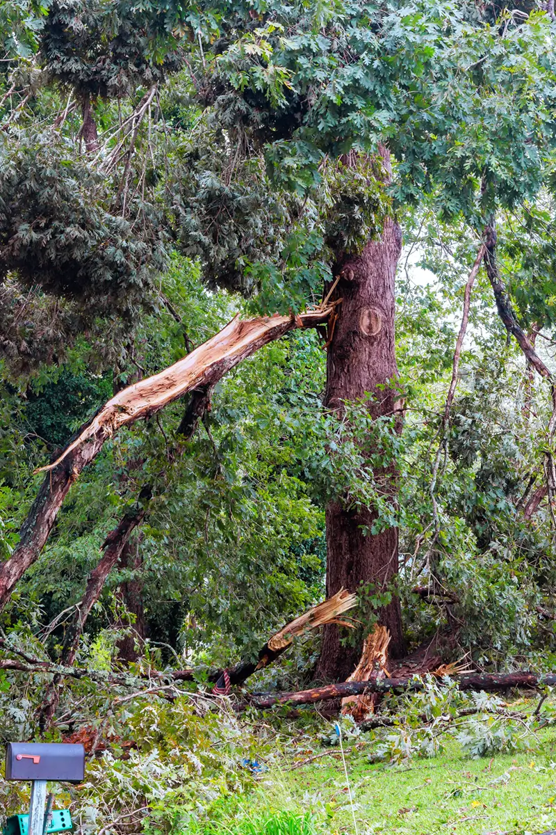 Large branch has fallen from tree