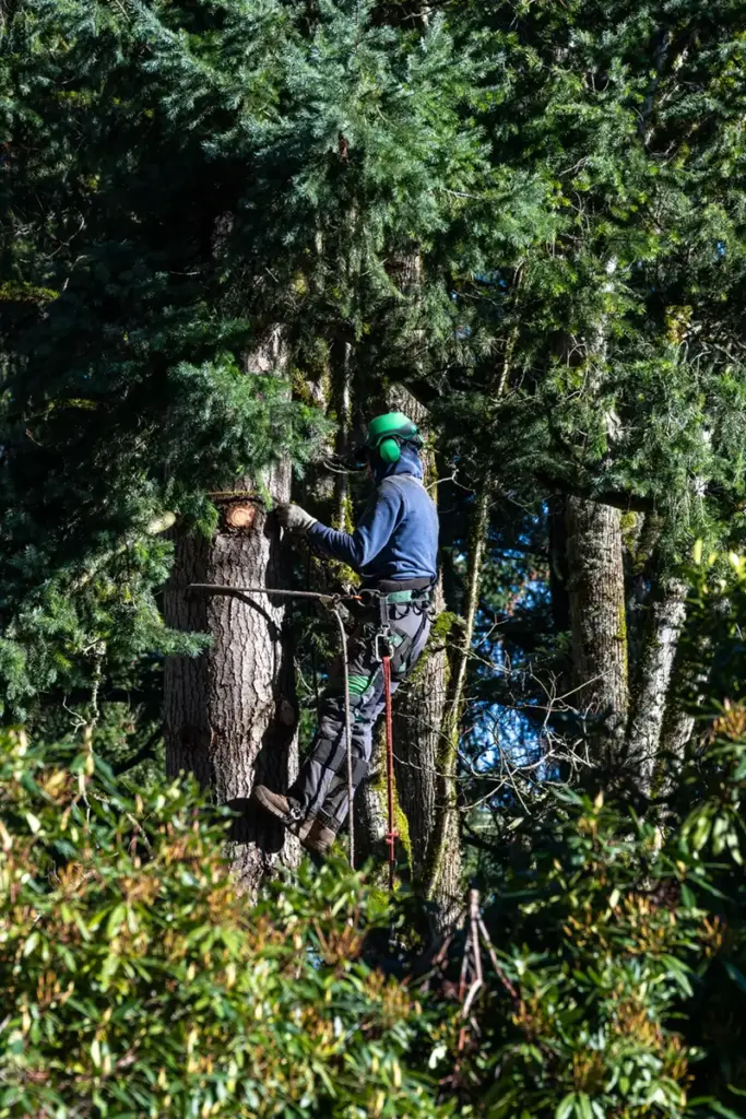 Professional tree cutter