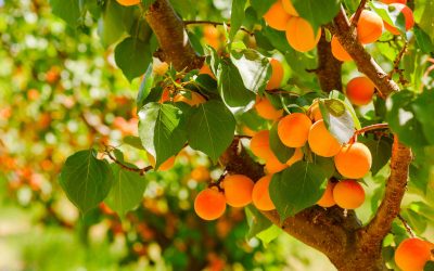 How To Take Care Of Your Apricot Trees