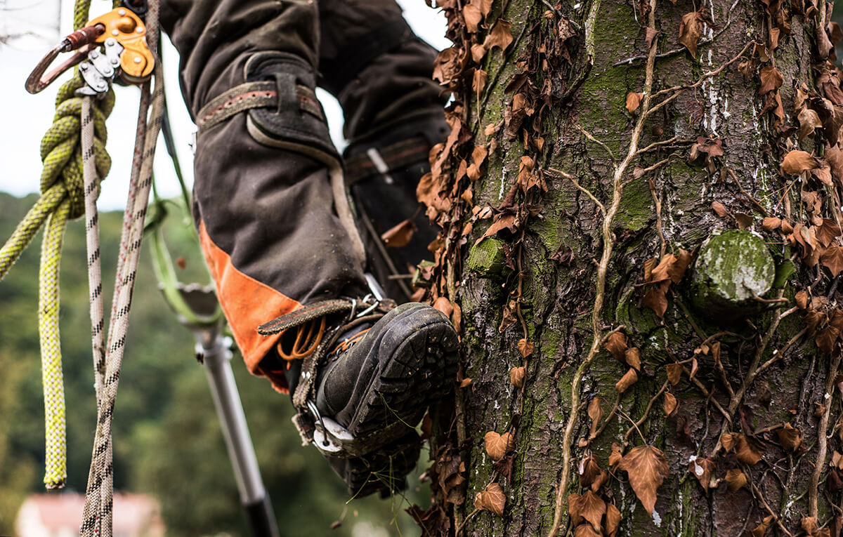 arborist man with harness cutting a tree