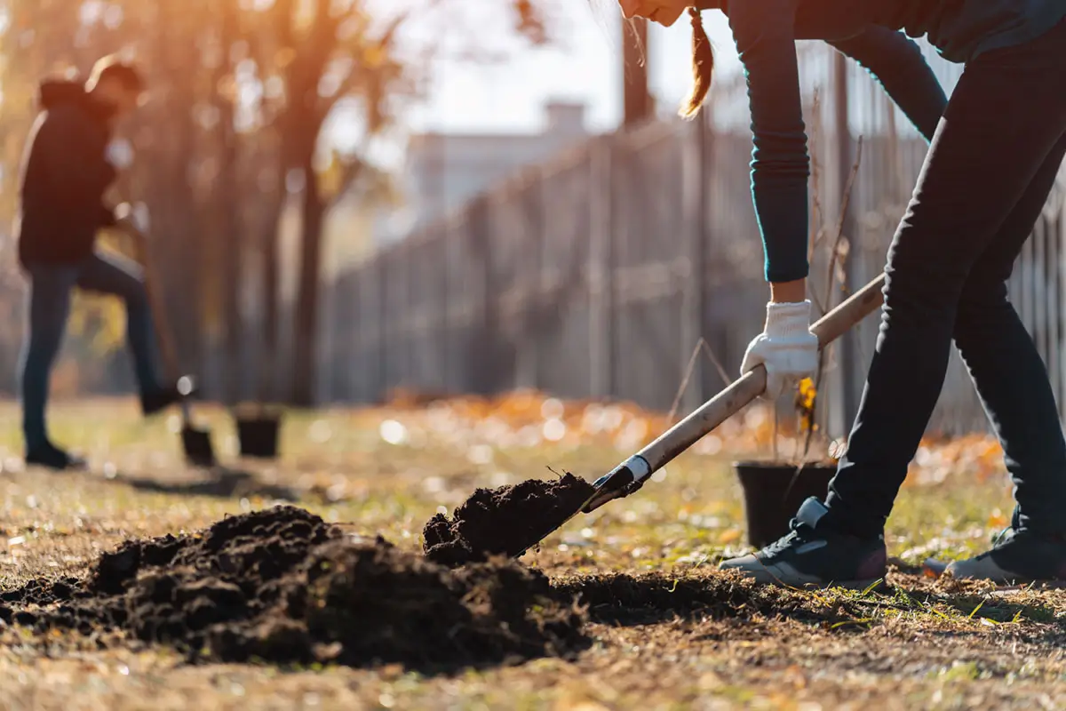 planting new trees