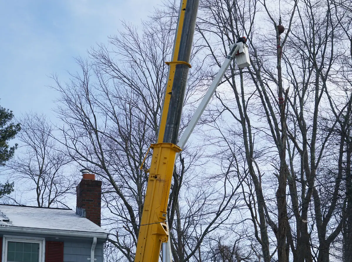 tree removal in winter season