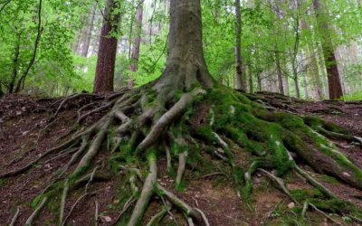 Tree Roots – A Network of Life