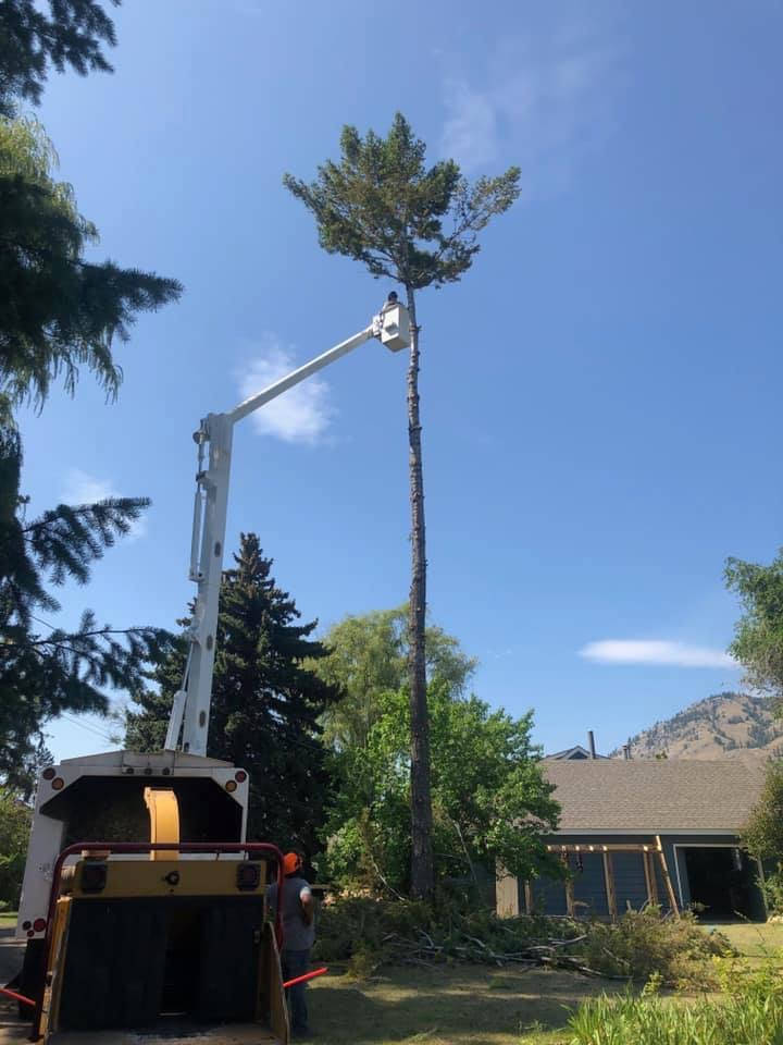 Tree Services in Kamloops