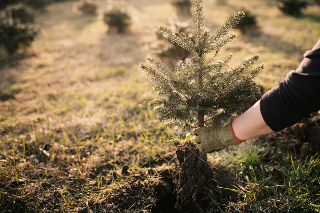 Benefits-of-Bare-Root-Trees