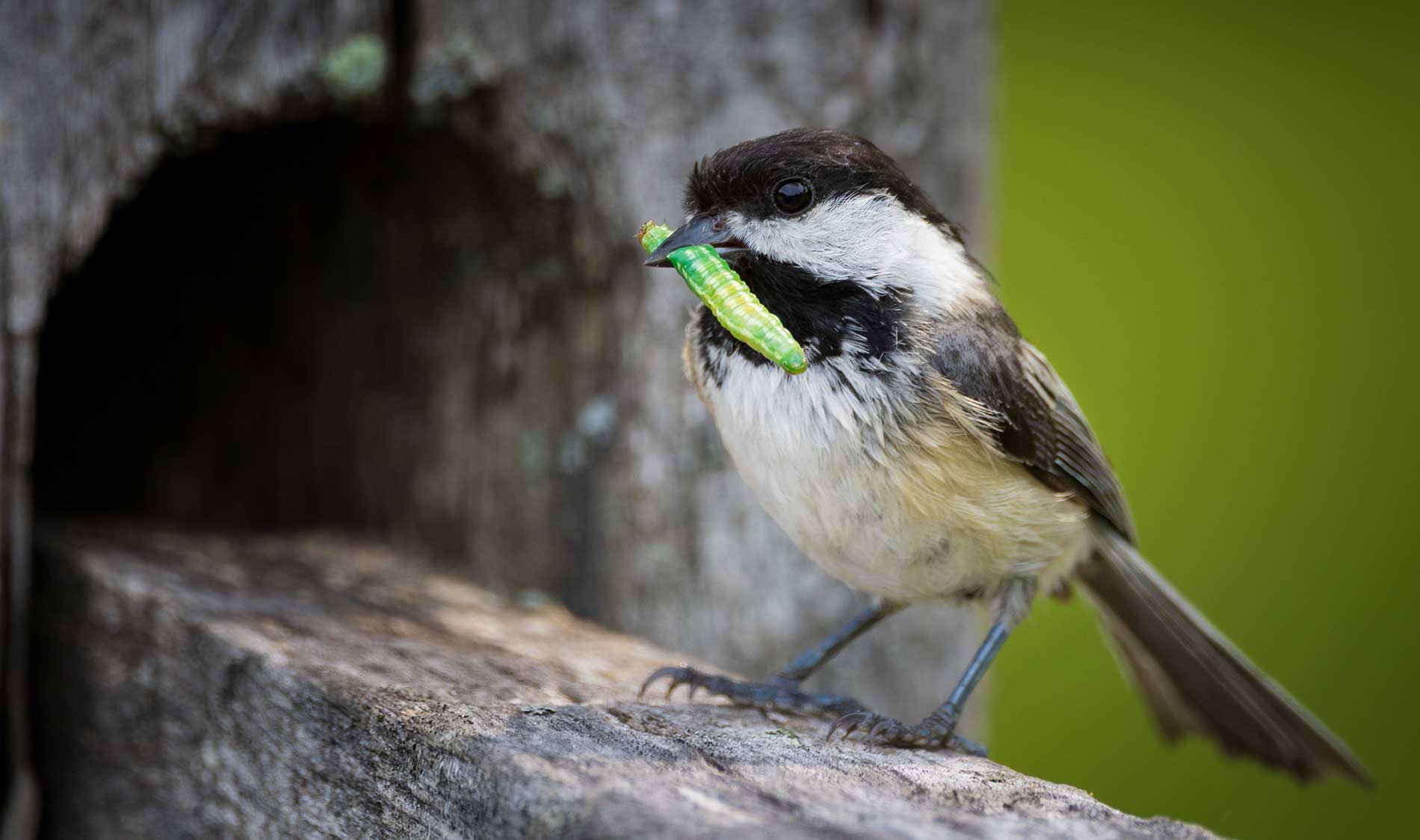 Bird-Friendly-Yards-For-Insect-Control