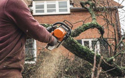 Pruning Trees for Safety