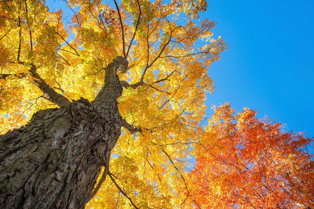 Red-Sunset-Maple-Trees-are-a-popular-choice