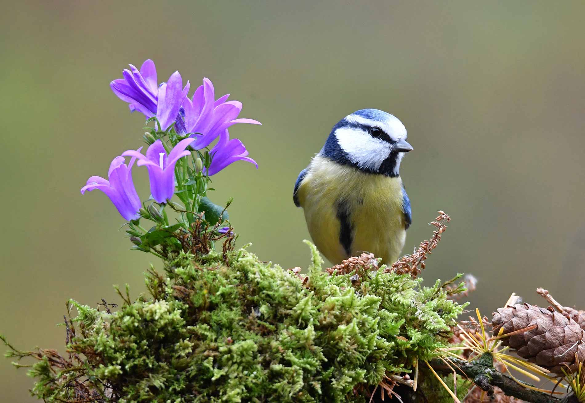 Trees-sustain-wildlife