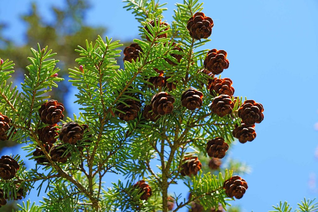 Western-Hemlock-Trees-for-Landscaping