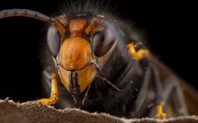 Invasion of the Giant Asian Hornet – Will they damage your trees?