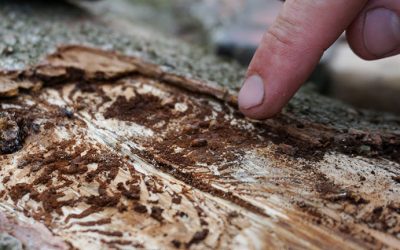 Bark Beetles Can Kill Trees