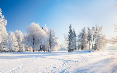 How do trees survive in the winter?