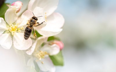 Bees and Trees – The Crucial Link