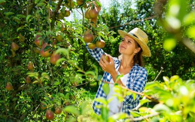 All About Pear Trees