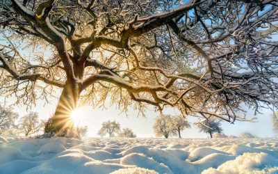 How To Winterize Your Trees