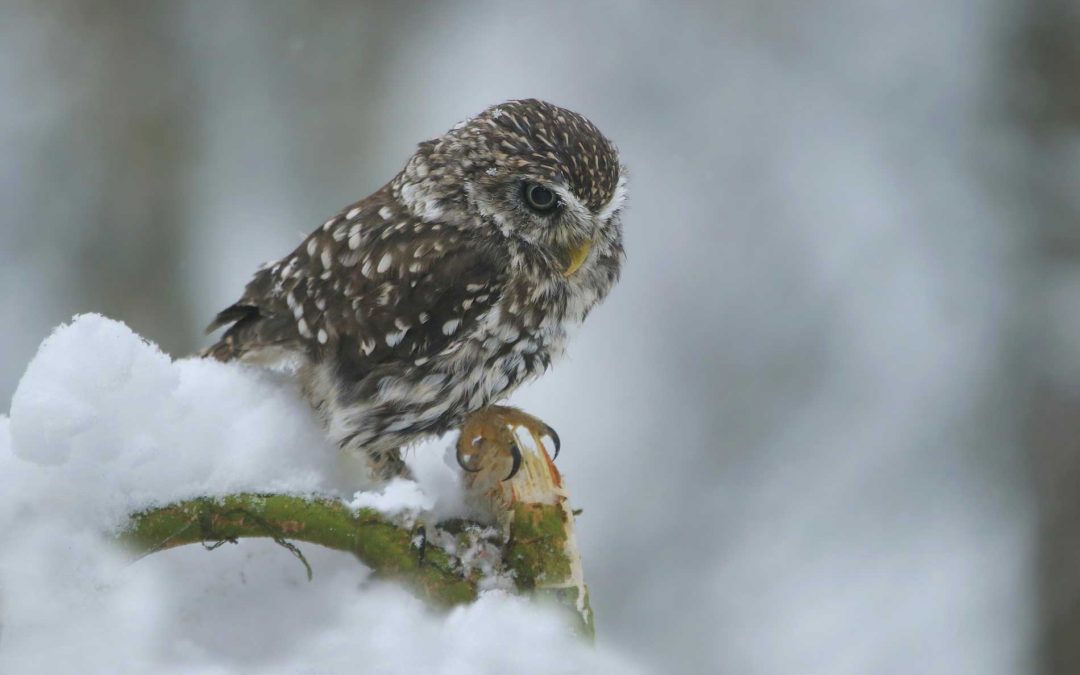 Birds of a Winter Forest