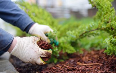 Your Spring Checklist for Landscaping