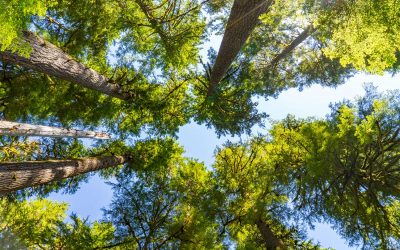 Interesting Facts About the Western Hemlock