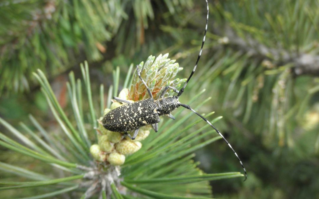 featuredimage-Managing-Invasive-Tree-Pests