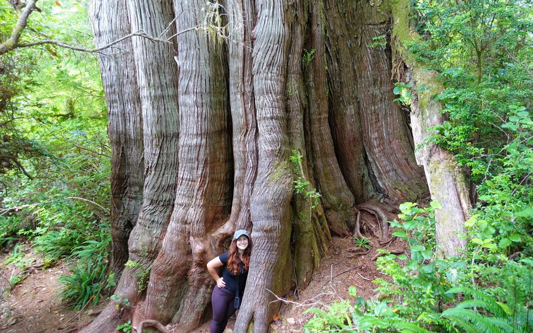 The Western Redcedar