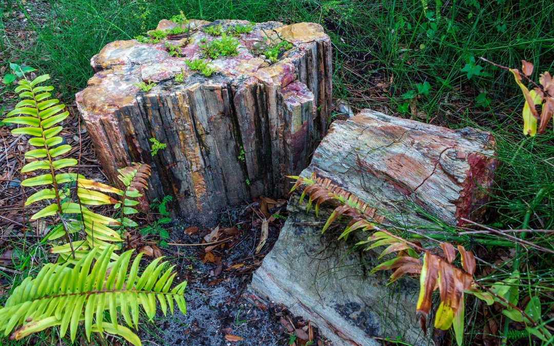 featuredimage-What-is-a-petrified-forest