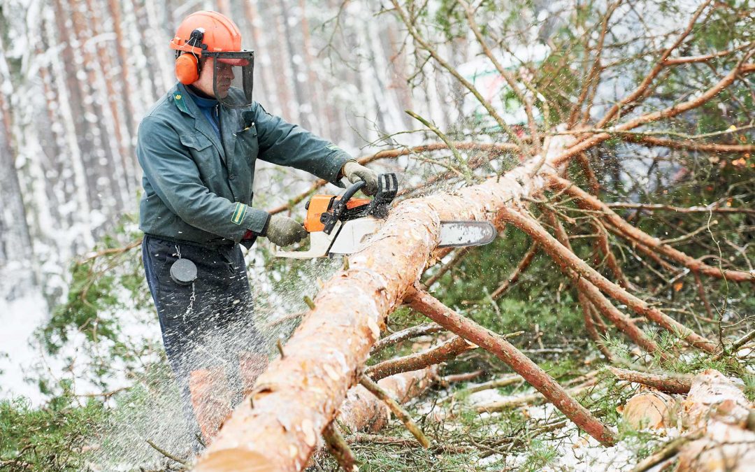 featuredimage-When-to-Remove-Dangerous-Trees