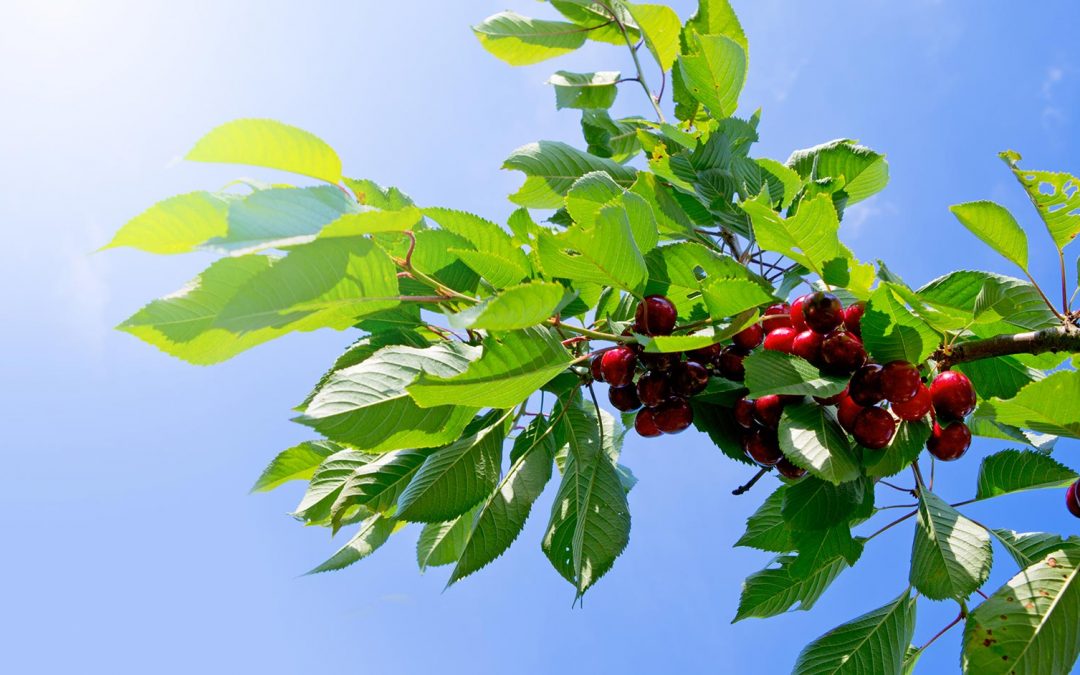 featuredimage-cherry-trees