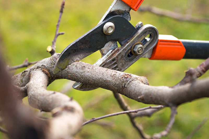 Fruit Tree Pruning for Higher Yields