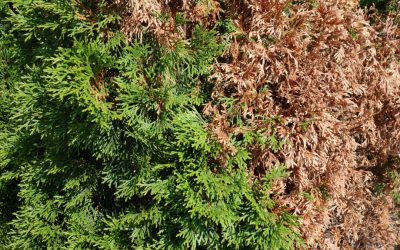 Is my cedar tree dying?