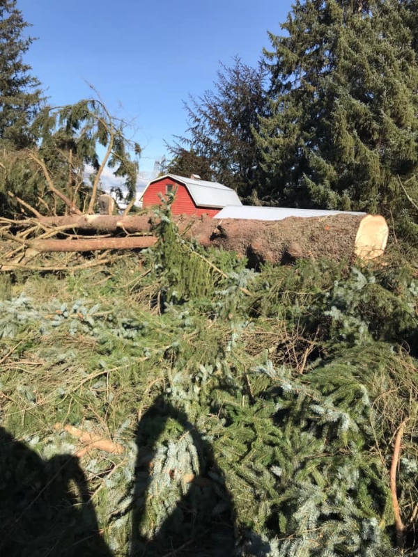 Lot Clearing – Removing Trees for Your New Home