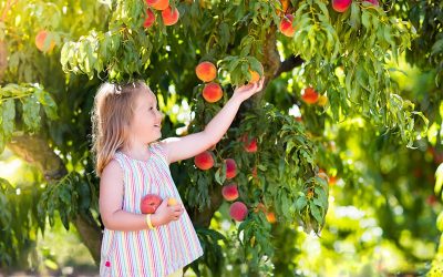 All About Peach Trees