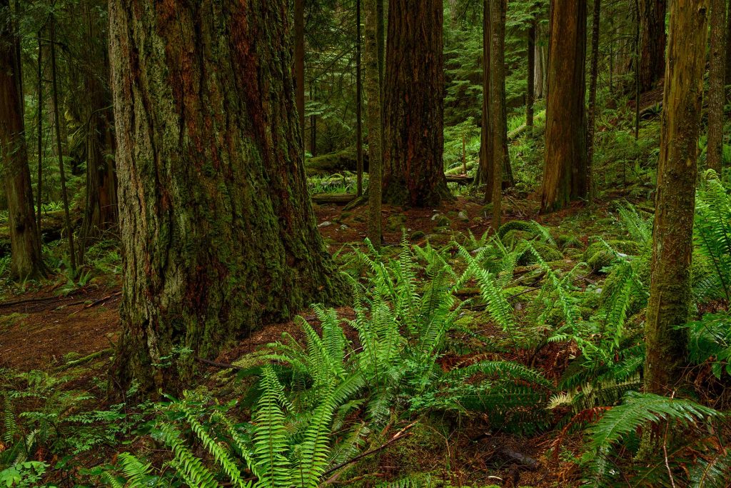 photo-taken-near-Tofino-BC