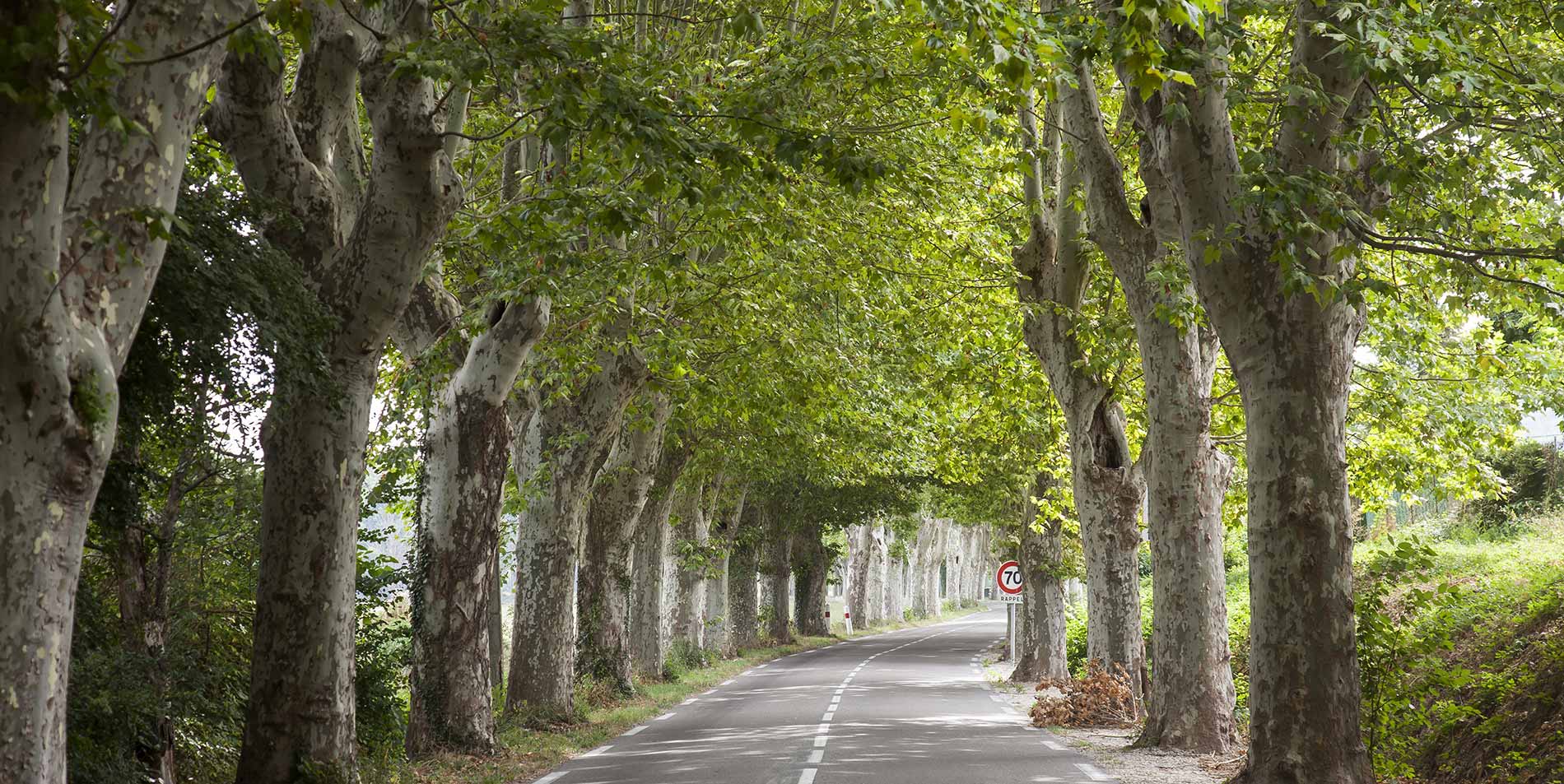 protecting-urban-trees