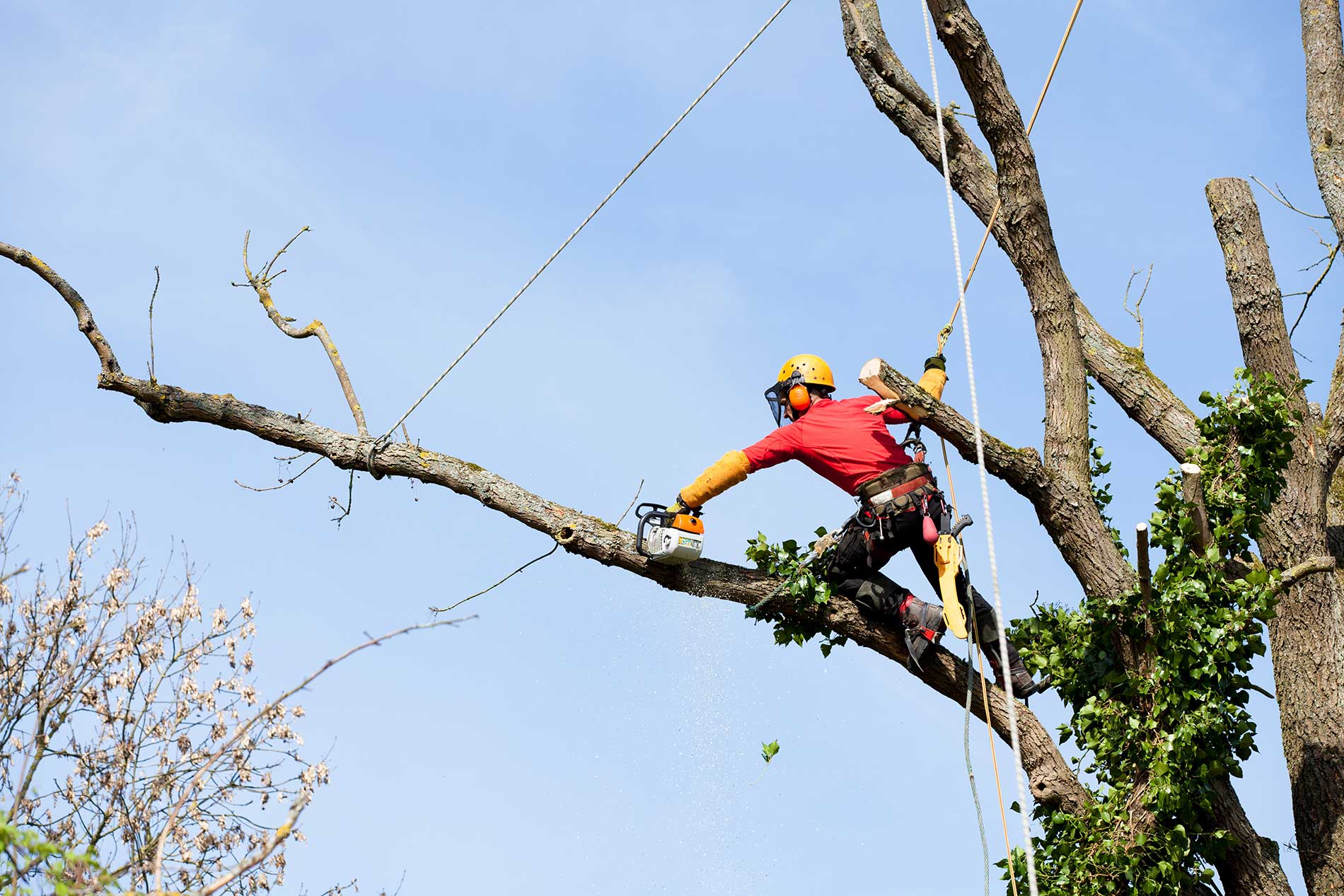 pruning-for-safety-trees