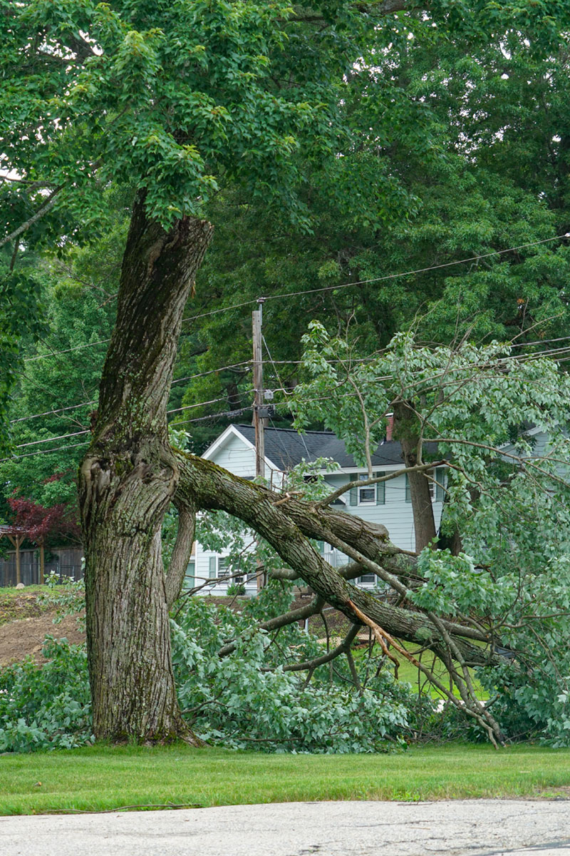 residential dangerous fallen tree branch