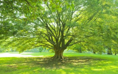 Leafy Shade Trees