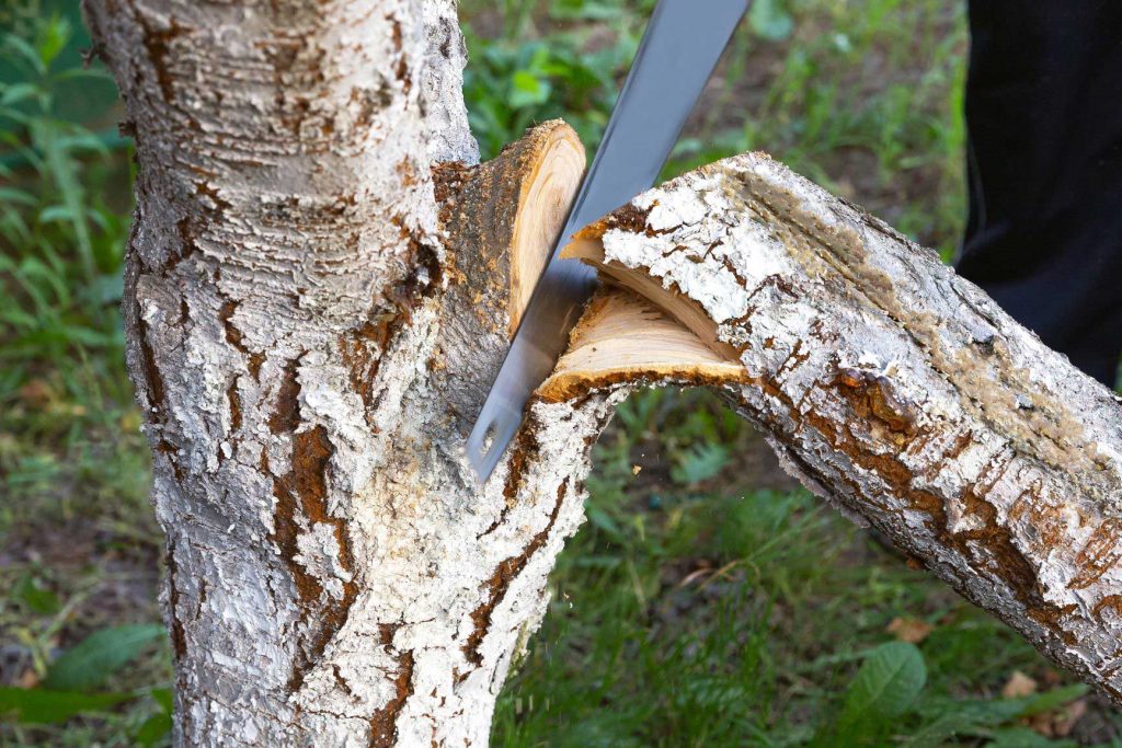 snow-load-can-break-them-off-trees