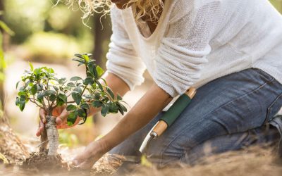 Summer Landscaping Tips