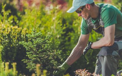 The Benefits of Fall Tree Planting