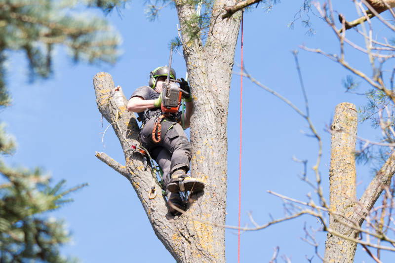 Backyard Tree Pruning