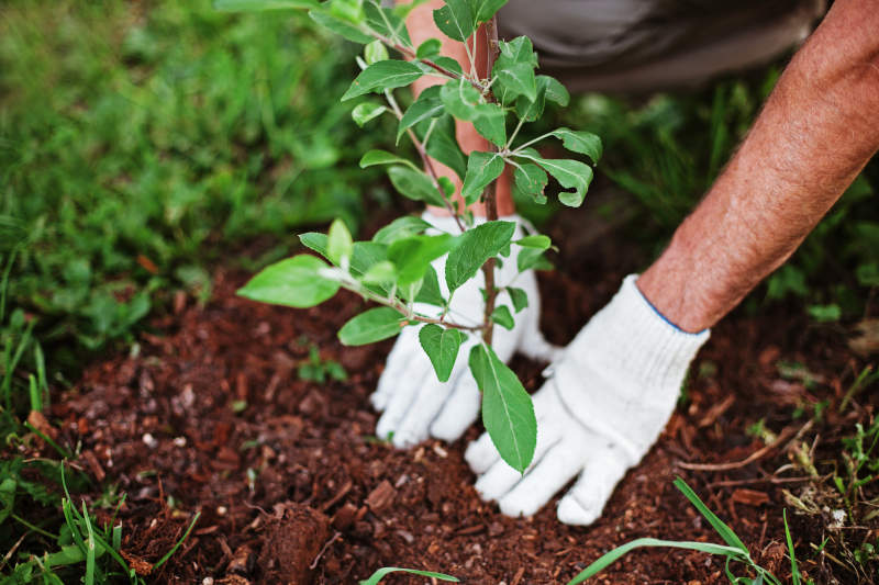 Tree Planting Services