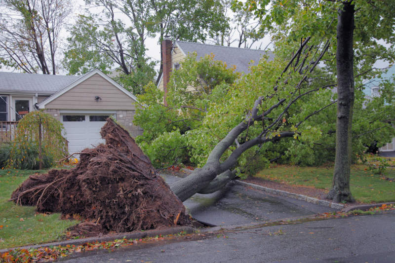 Hazardous Tree Removal