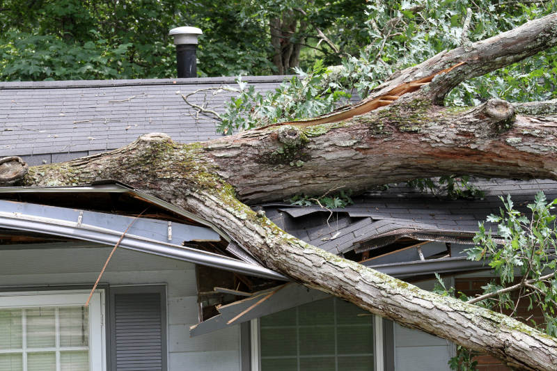 Tree Removal After Storms