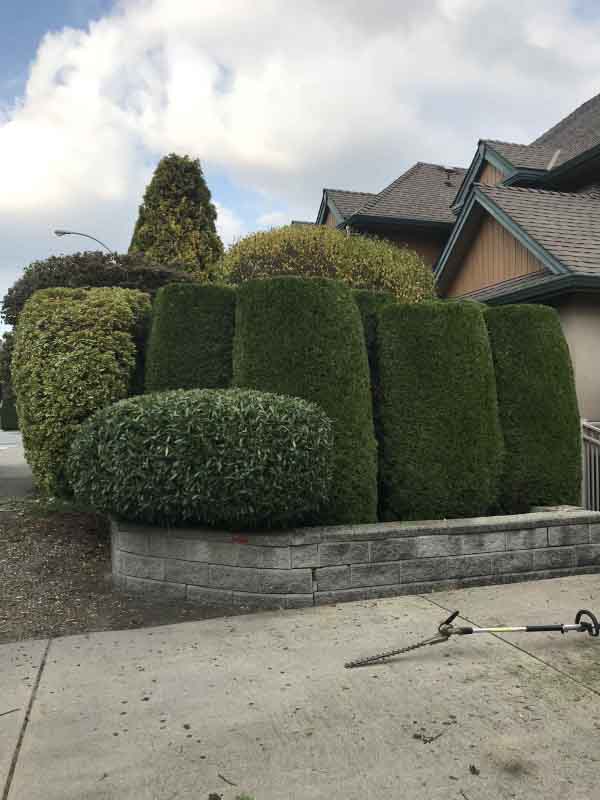 Hedge and Shrub Trimming